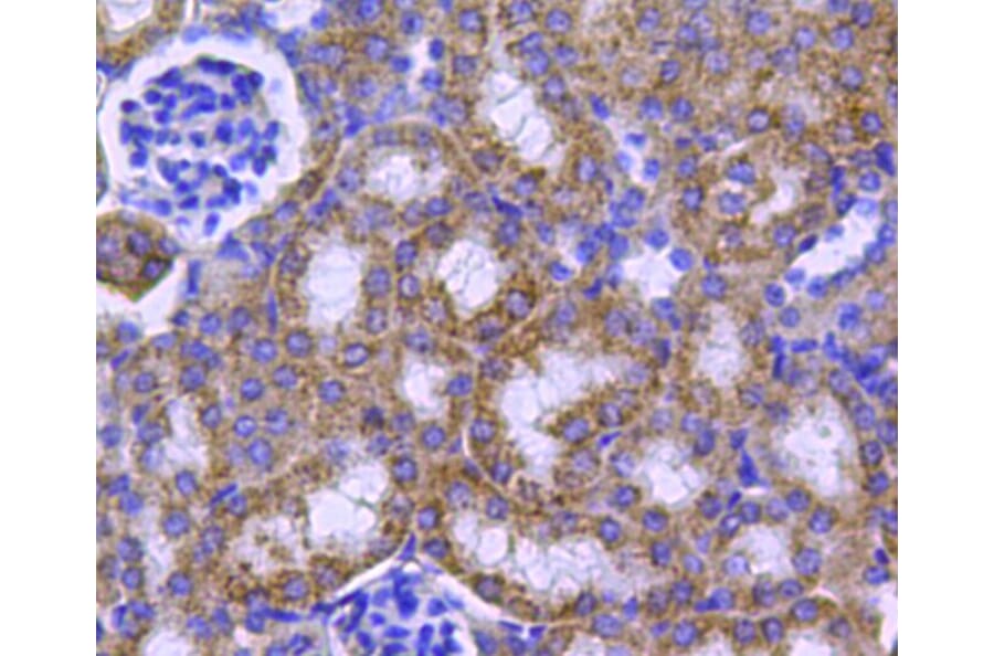 Anti-HSP60 Antibody from Bioworld Technology (MB9002) - Antibodies.com