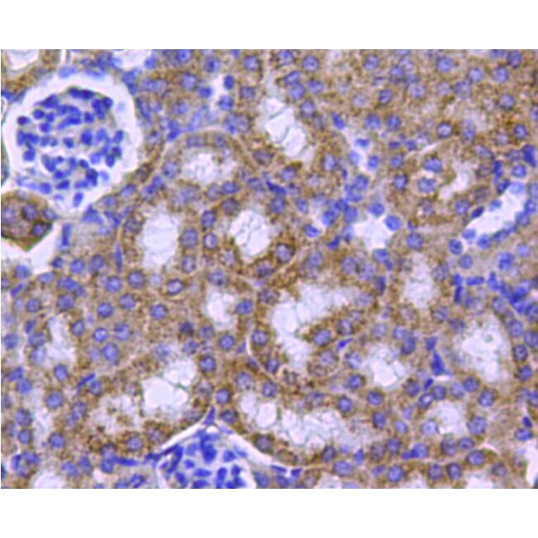 Anti-HSP60 Antibody from Bioworld Technology (MB9002) - Antibodies.com