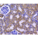 Anti-HSP60 Antibody from Bioworld Technology (MB9002) - Antibodies.com