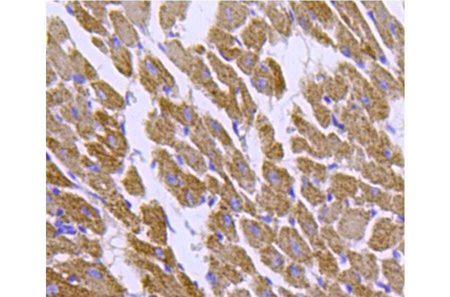 Anti-HSP60 Antibody from Bioworld Technology (MB9002) - Antibodies.com
