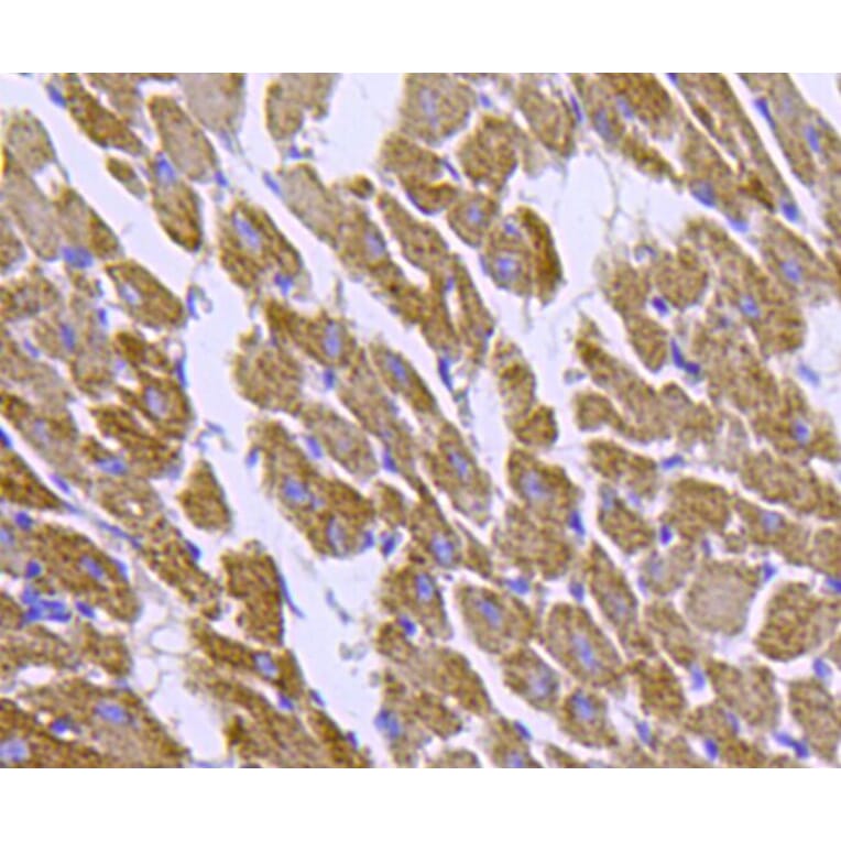Anti-HSP60 Antibody from Bioworld Technology (MB9002) - Antibodies.com