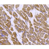 Anti-HSP60 Antibody from Bioworld Technology (MB9002) - Antibodies.com