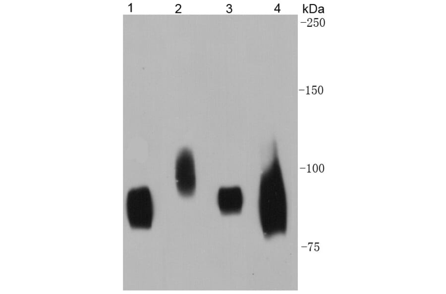 Anti-CD44 Antibody from Bioworld Technology (MB9004) - Antibodies.com