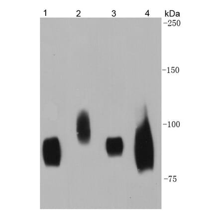 Anti-CD44 Antibody from Bioworld Technology (MB9004) - Antibodies.com