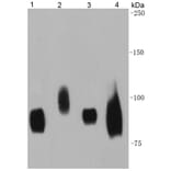 Anti-CD44 Antibody from Bioworld Technology (MB9004) - Antibodies.com