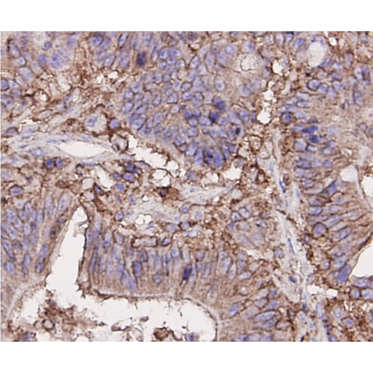 Anti-CD44 Antibody from Bioworld Technology (MB9004) - Antibodies.com