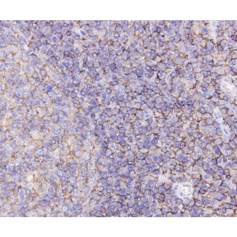 Anti-CD44 Antibody from Bioworld Technology (MB9004) - Antibodies.com