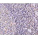 Anti-CD44 Antibody from Bioworld Technology (MB9004) - Antibodies.com