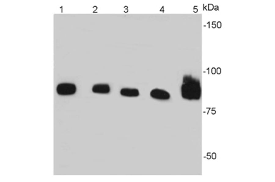 Anti-Catenin-β Antibody from Bioworld Technology (MB9005) - Antibodies.com