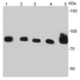 Anti-Catenin-β Antibody from Bioworld Technology (MB9005) - Antibodies.com