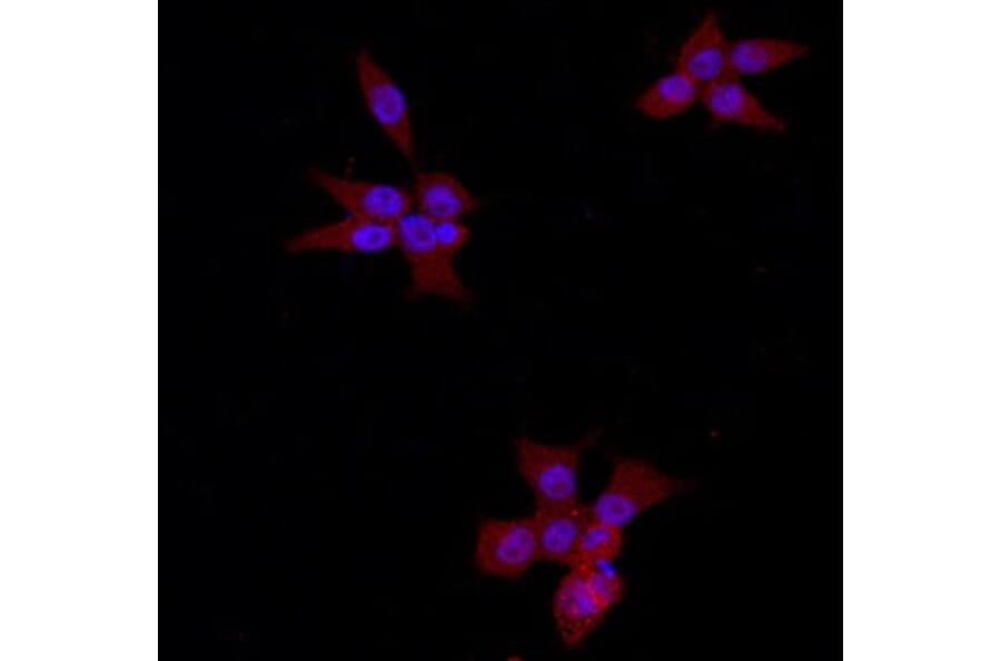 Anti-Catenin-β Antibody from Bioworld Technology (MB9005) - Antibodies.com