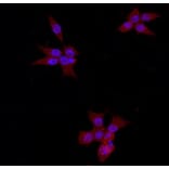 Anti-Catenin-β Antibody from Bioworld Technology (MB9005) - Antibodies.com