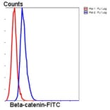 Anti-Catenin-β Antibody from Bioworld Technology (MB9005) - Antibodies.com