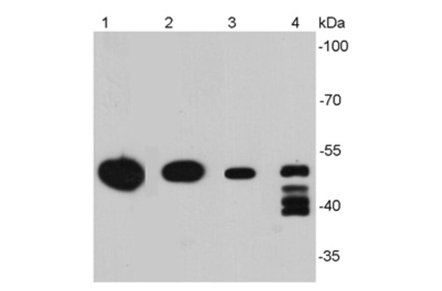 Anti-Vimentin Antibody from Bioworld Technology (MB9006) - Antibodies.com