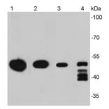 Anti-Vimentin Antibody from Bioworld Technology (MB9006) - Antibodies.com