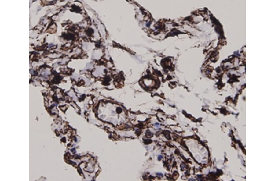 Anti-Vimentin Antibody from Bioworld Technology (MB9006) - Antibodies.com