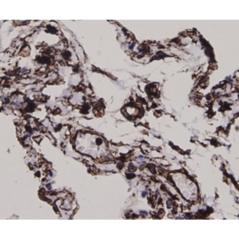 Anti-Vimentin Antibody from Bioworld Technology (MB9006) - Antibodies.com