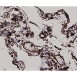 Anti-Vimentin Antibody from Bioworld Technology (MB9006) - Antibodies.com