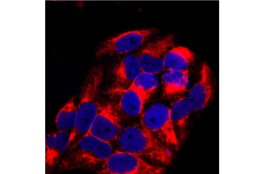 Anti-Vimentin Antibody from Bioworld Technology (MB9006) - Antibodies.com