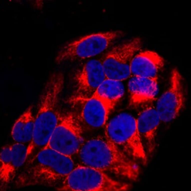 Anti-Vimentin Antibody from Bioworld Technology (MB9006) - Antibodies.com