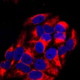 Anti-Vimentin Antibody from Bioworld Technology (MB9006) - Antibodies.com