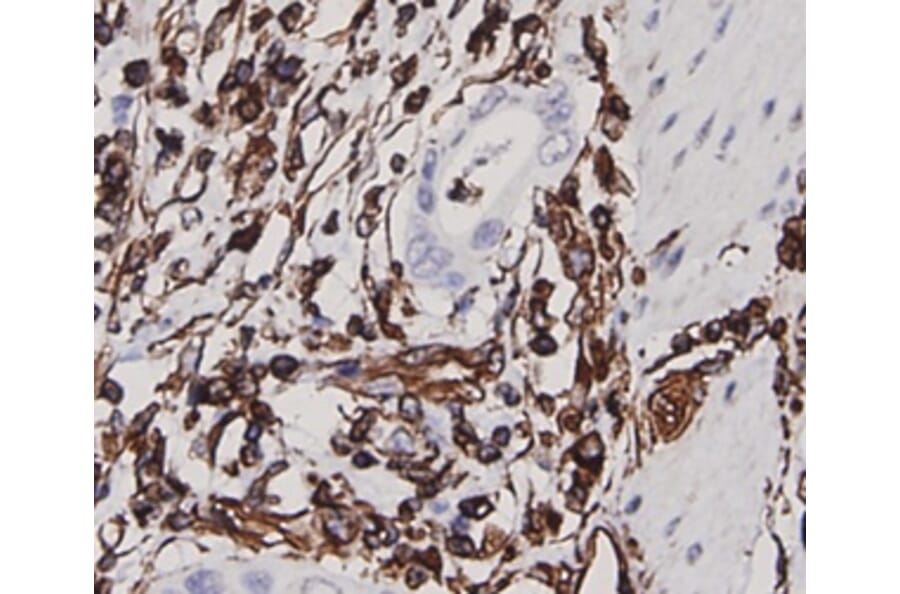 Anti-Vimentin Antibody from Bioworld Technology (MB9006) - Antibodies.com