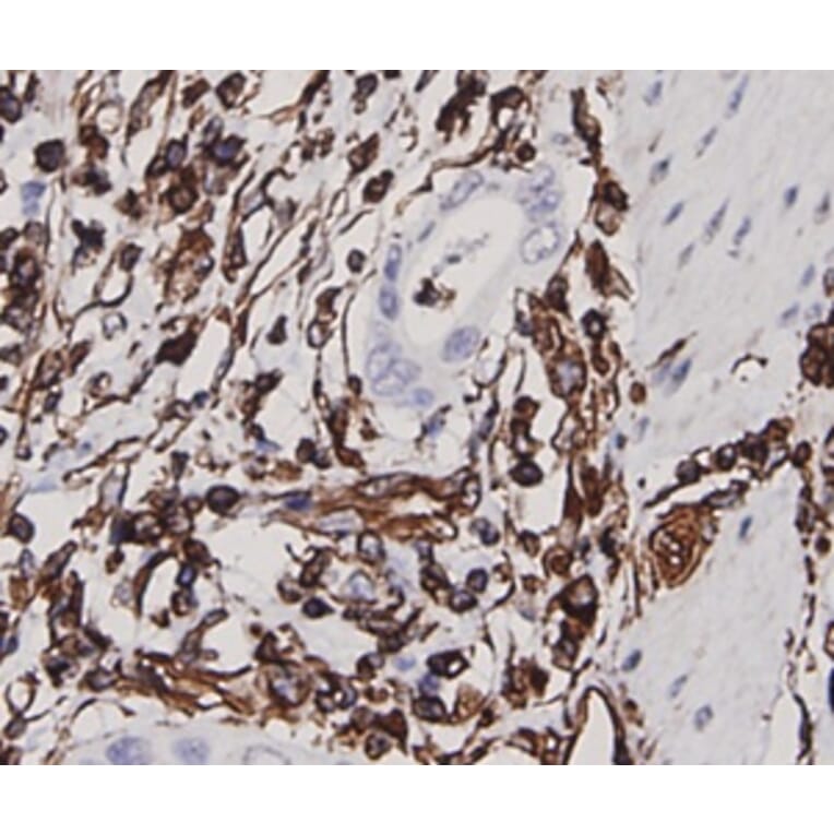 Anti-Vimentin Antibody from Bioworld Technology (MB9006) - Antibodies.com