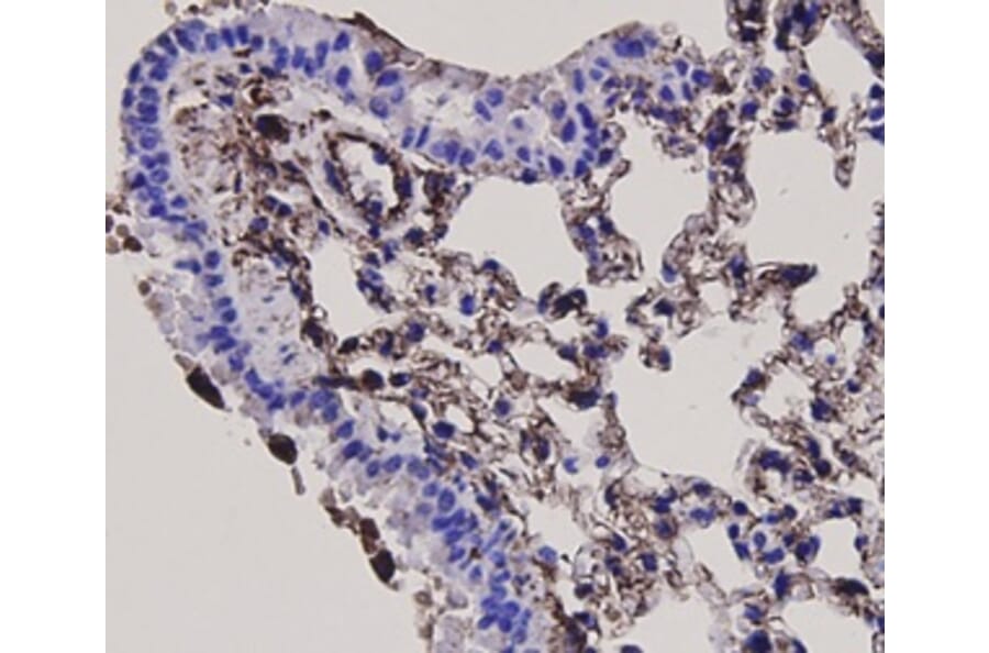 Anti-Vimentin Antibody from Bioworld Technology (MB9006) - Antibodies.com