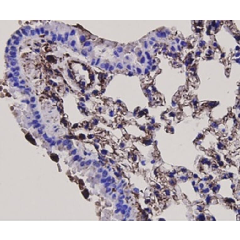 Anti-Vimentin Antibody from Bioworld Technology (MB9006) - Antibodies.com
