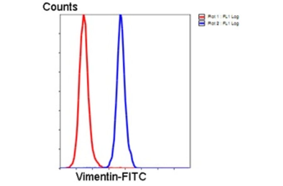 Anti-Vimentin Antibody from Bioworld Technology (MB9006) - Antibodies.com