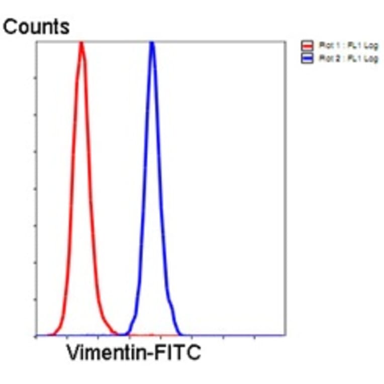 Anti-Vimentin Antibody from Bioworld Technology (MB9006) - Antibodies.com