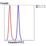 Anti-Vimentin Antibody from Bioworld Technology (MB9006) - Antibodies.com