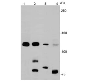 Anti-E-Cadherin Antibody from Bioworld Technology (MB9007) - Antibodies.com