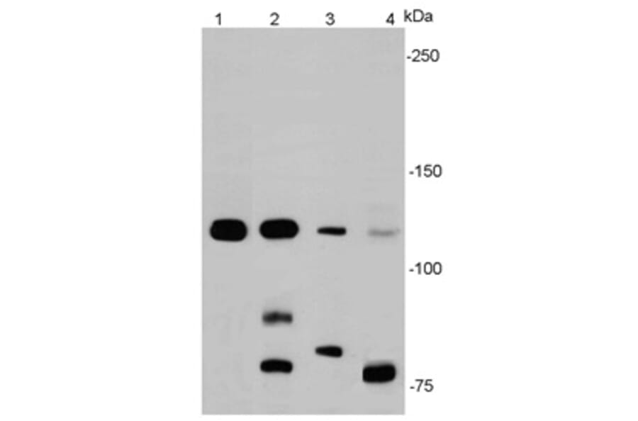 Anti-E-Cadherin Antibody from Bioworld Technology (MB9007) - Antibodies.com