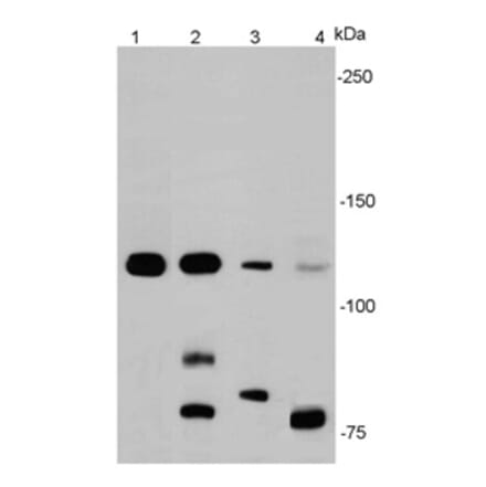 Anti-E-Cadherin Antibody from Bioworld Technology (MB9007) - Antibodies.com