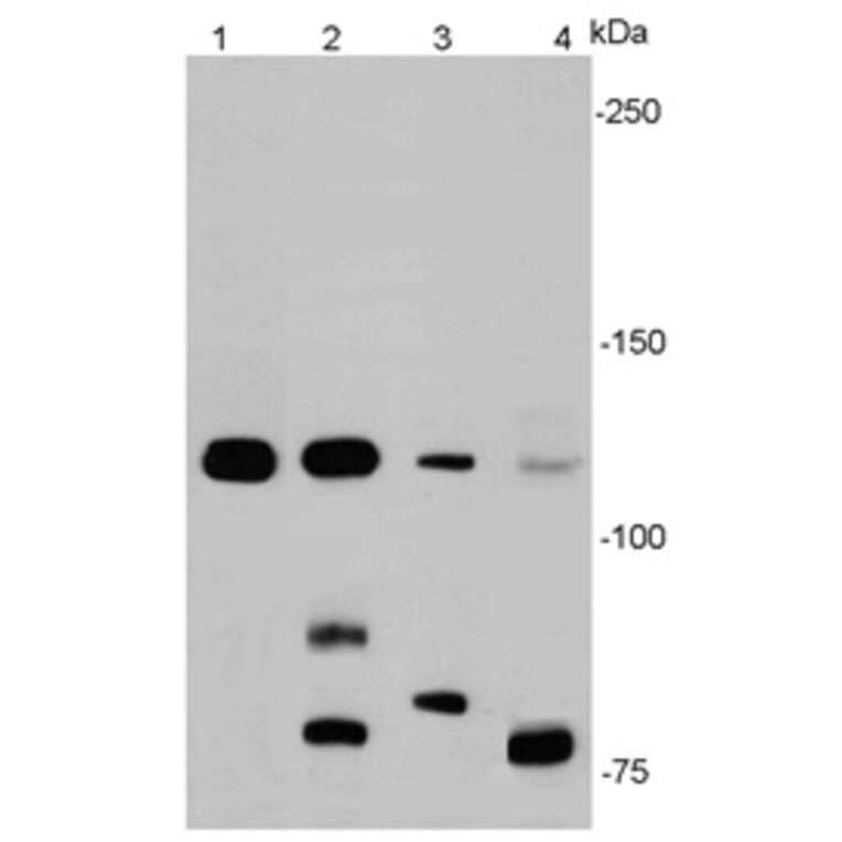 Anti-E-Cadherin Antibody from Bioworld Technology (MB9007) - Antibodies.com