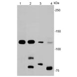 Anti-E-Cadherin Antibody from Bioworld Technology (MB9007) - Antibodies.com