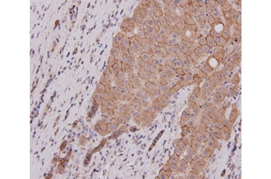 Anti-E-Cadherin Antibody from Bioworld Technology (MB9007) - Antibodies.com