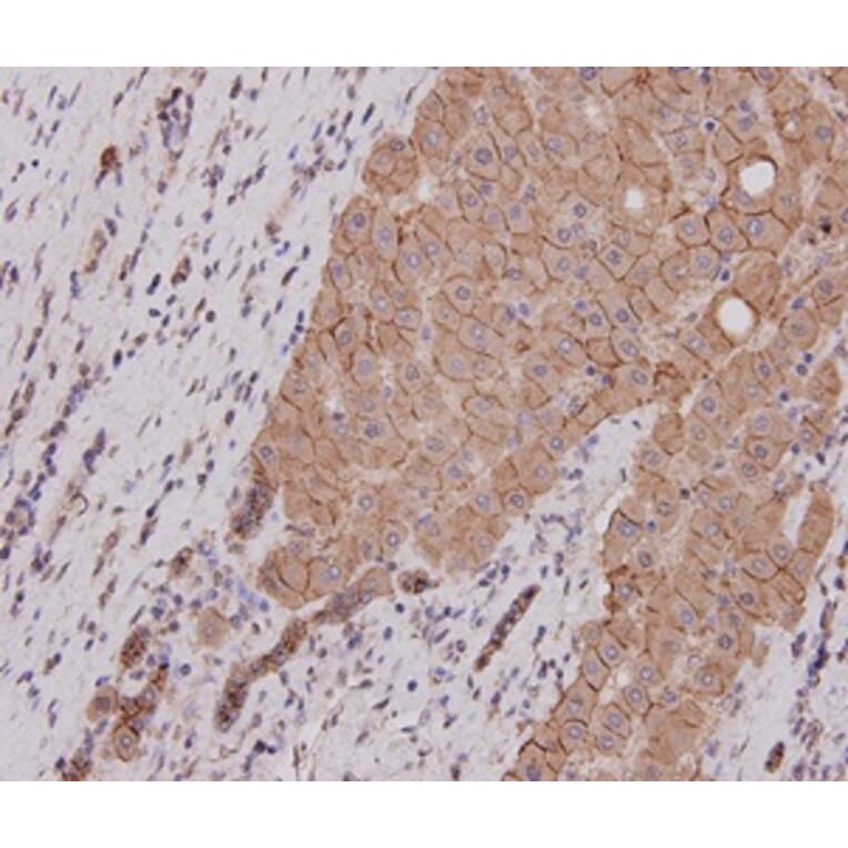Anti-E-Cadherin Antibody from Bioworld Technology (MB9007) - Antibodies.com