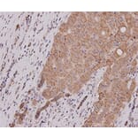 Anti-E-Cadherin Antibody from Bioworld Technology (MB9007) - Antibodies.com