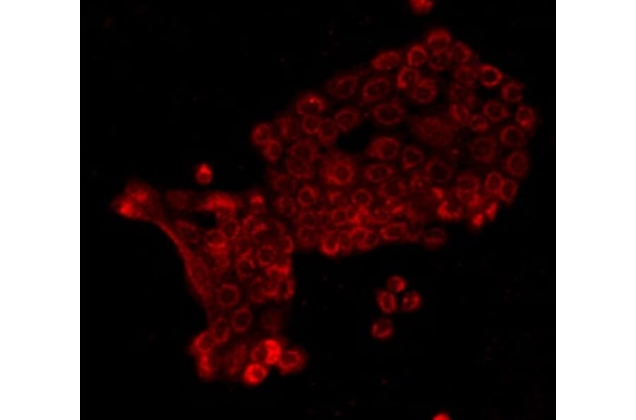 Anti-E-Cadherin Antibody from Bioworld Technology (MB9007) - Antibodies.com