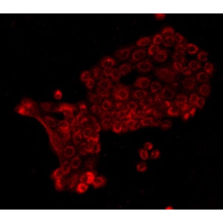 Anti-E-Cadherin Antibody from Bioworld Technology (MB9007) - Antibodies.com