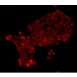 Anti-E-Cadherin Antibody from Bioworld Technology (MB9007) - Antibodies.com