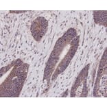 Anti-E-Cadherin Antibody from Bioworld Technology (MB9007) - Antibodies.com