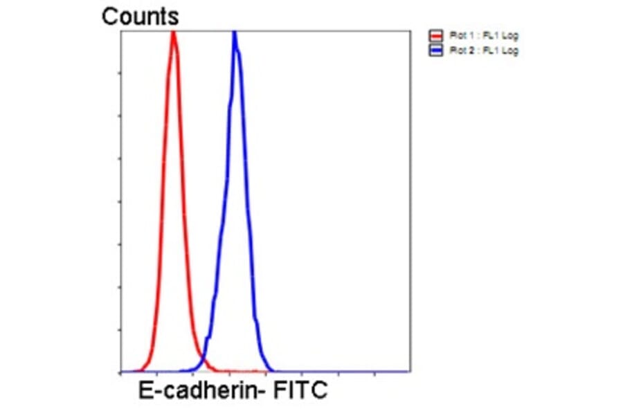 Anti-E-Cadherin Antibody from Bioworld Technology (MB9007) - Antibodies.com