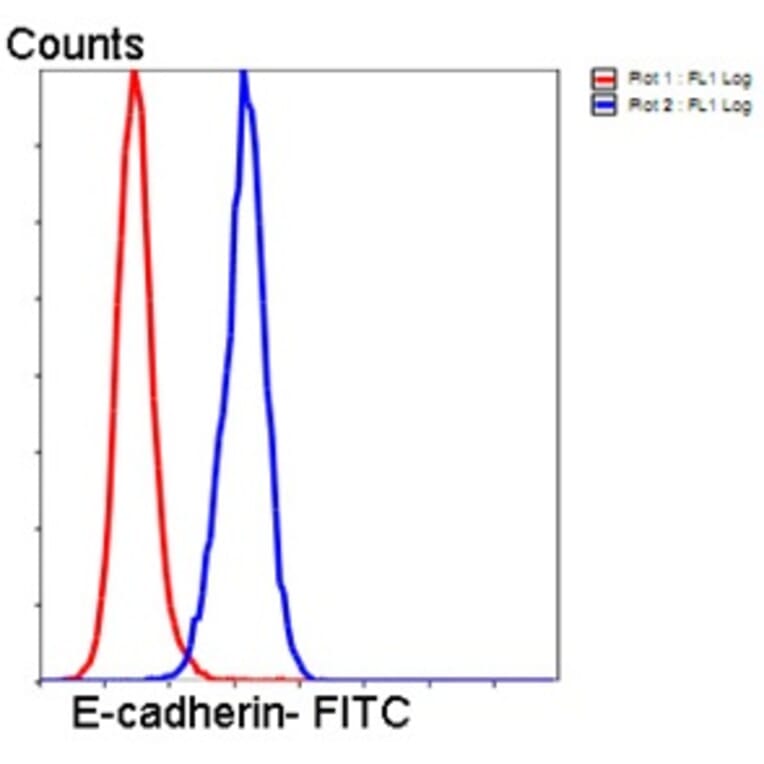Anti-E-Cadherin Antibody from Bioworld Technology (MB9007) - Antibodies.com