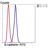 Anti-E-Cadherin Antibody from Bioworld Technology (MB9007) - Antibodies.com