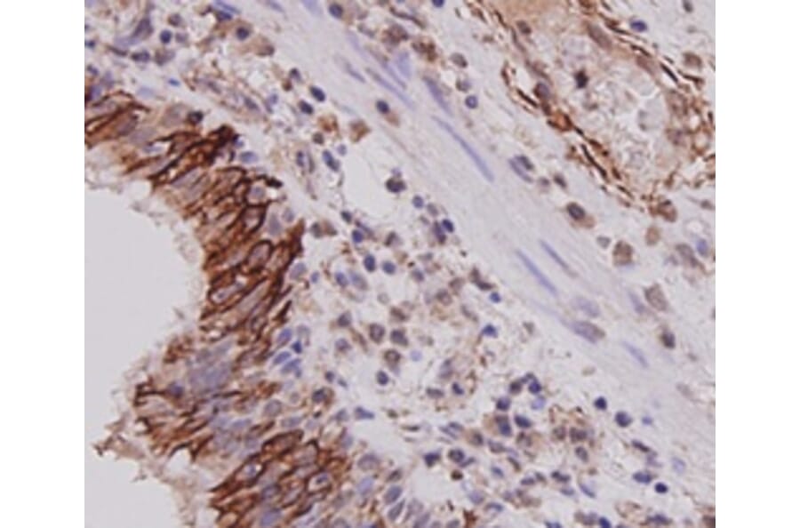 Anti-Cytokeratin-7 Antibody from Bioworld Technology (MB9008) - Antibodies.com