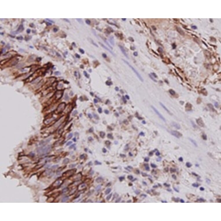 Anti-Cytokeratin-7 Antibody from Bioworld Technology (MB9008) - Antibodies.com