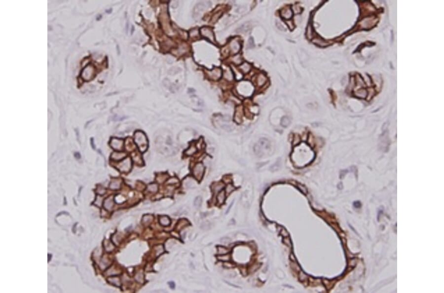 Anti-Cytokeratin-7 Antibody from Bioworld Technology (MB9008) - Antibodies.com